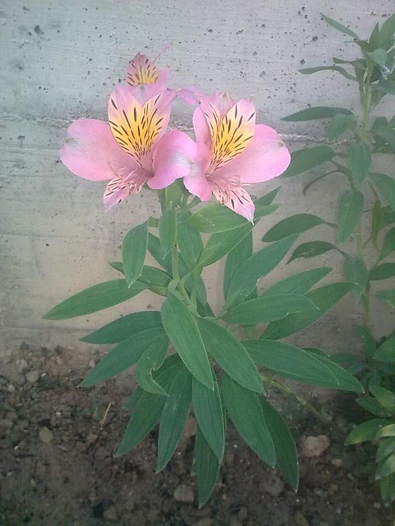 Fiori da identificare - Alstroemeria sp.